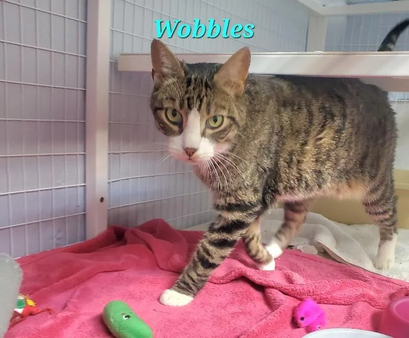 Wobbles thumbnail 3