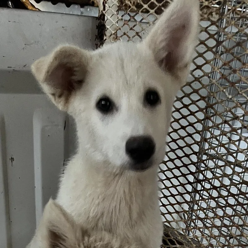 A baby small-sized female White / Cream Husky dog named Ct Weave Avail Jun for adoption in Stormville, NY