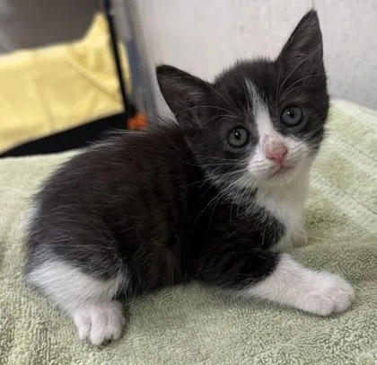 A baby small-sized female Domestic Short Hair cat named Little Lady for adoption in Honolulu, HI
