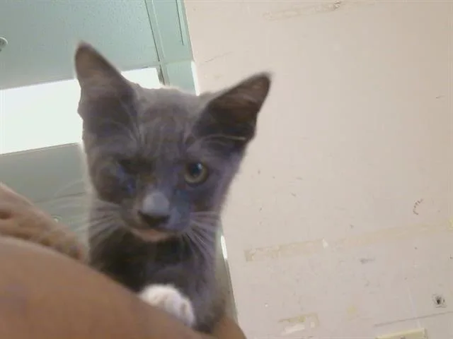 A baby small-sized male Domestic Short Hair cat named Peter Pan for adoption in Sacramento, CA