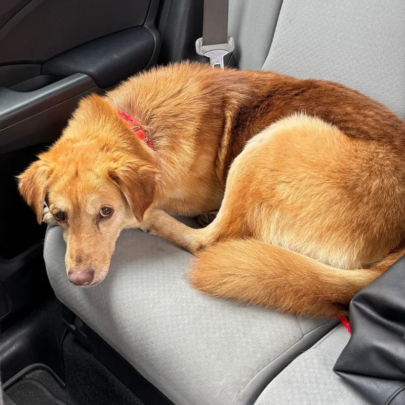 A senior medium-sized male Brown / Chocolate Mixed Breed dog named Charlie Brown for adoption in Greensboro, NC