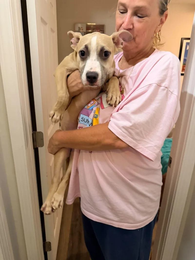 A baby medium-sized male Pit Bull Terrier dog named Nacho for adoption in Panama City, FL