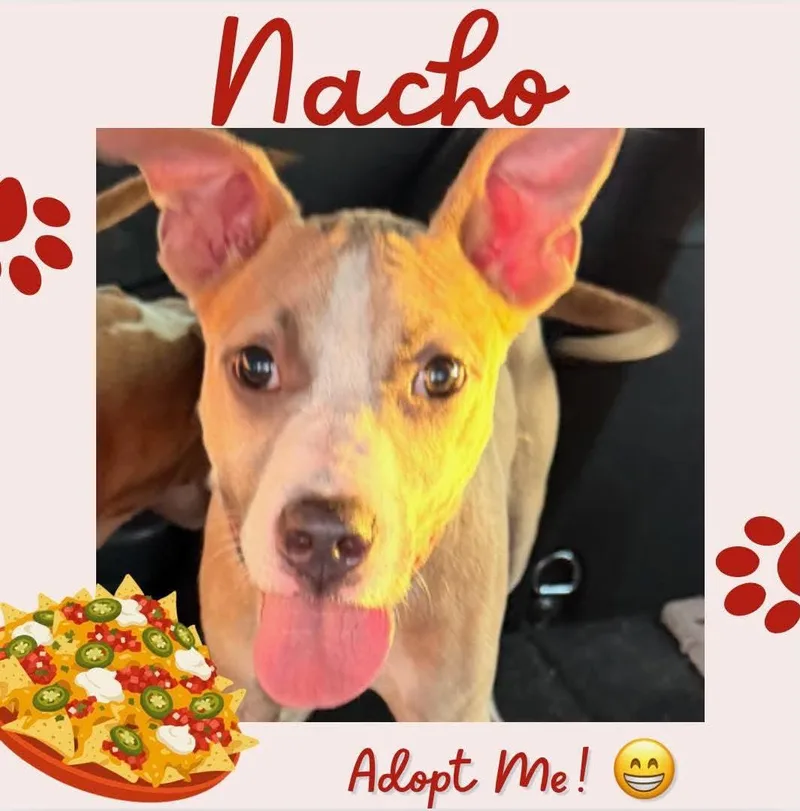 Nacho thumbnail 2