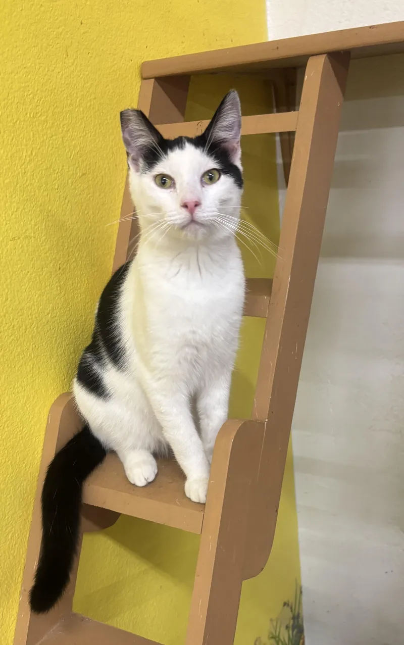 Spaghetti thumbnail 2