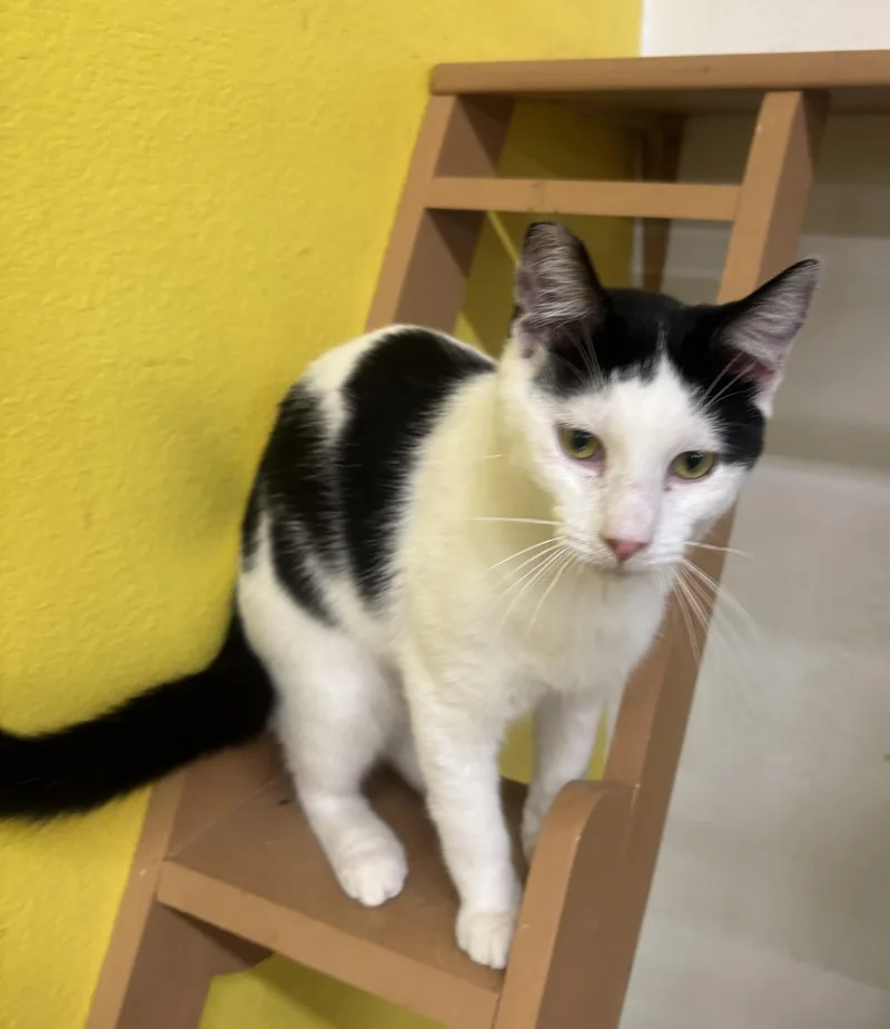 Spaghetti thumbnail 3