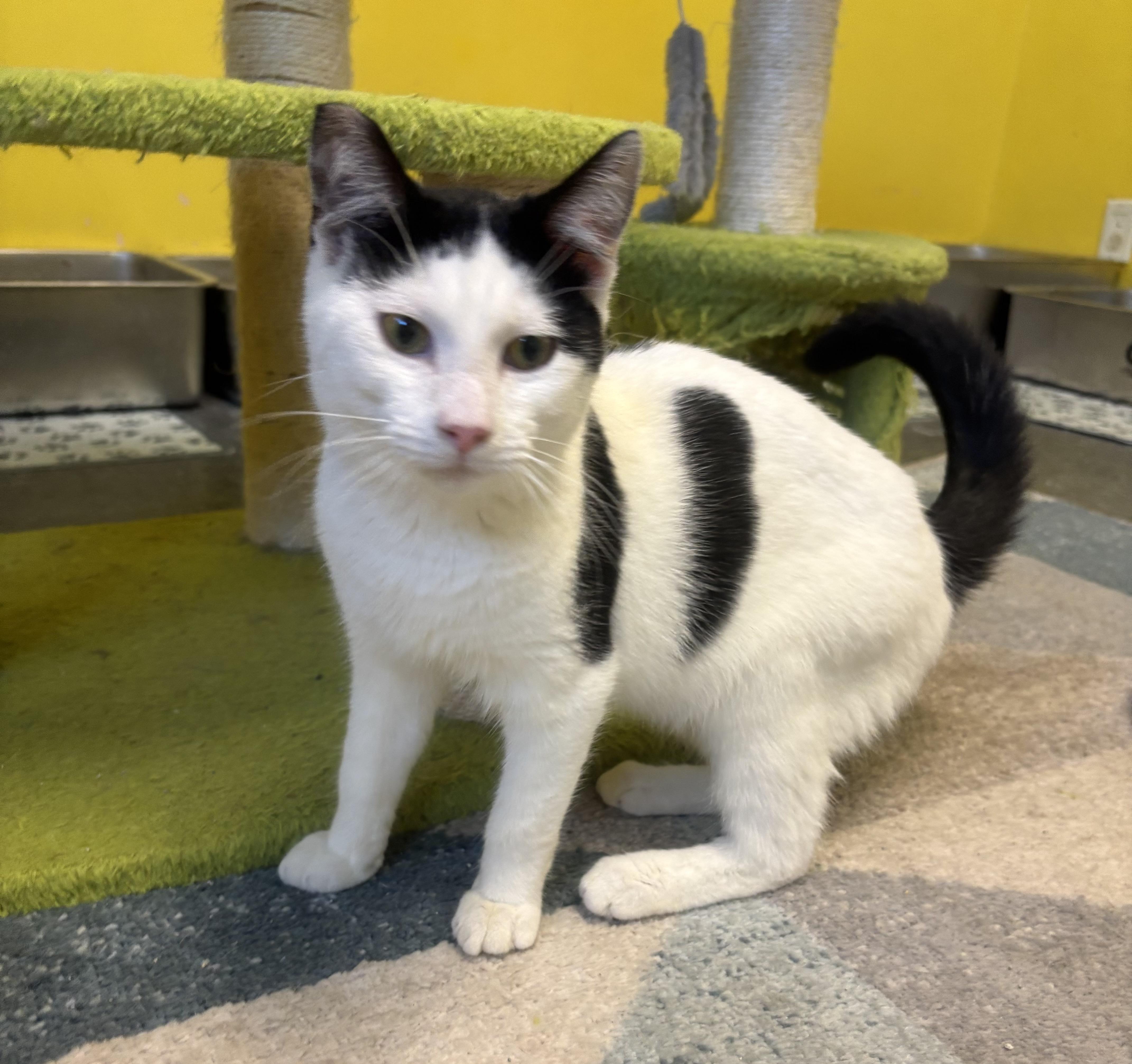 Spaghetti thumbnail 4