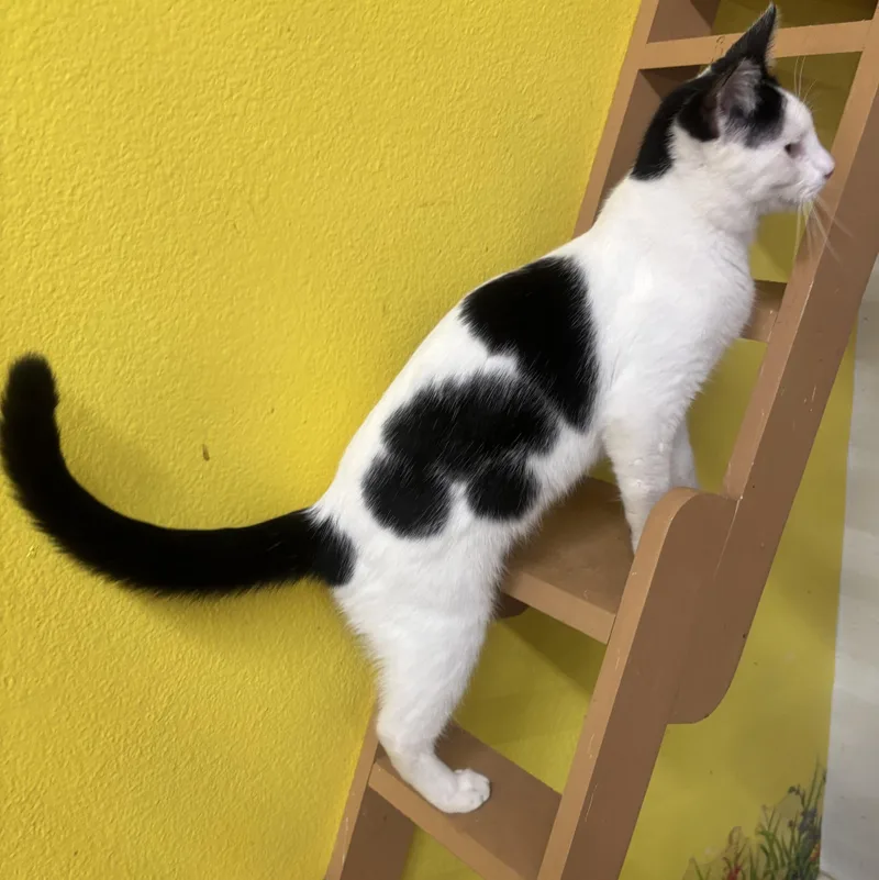 Spaghetti thumbnail 5