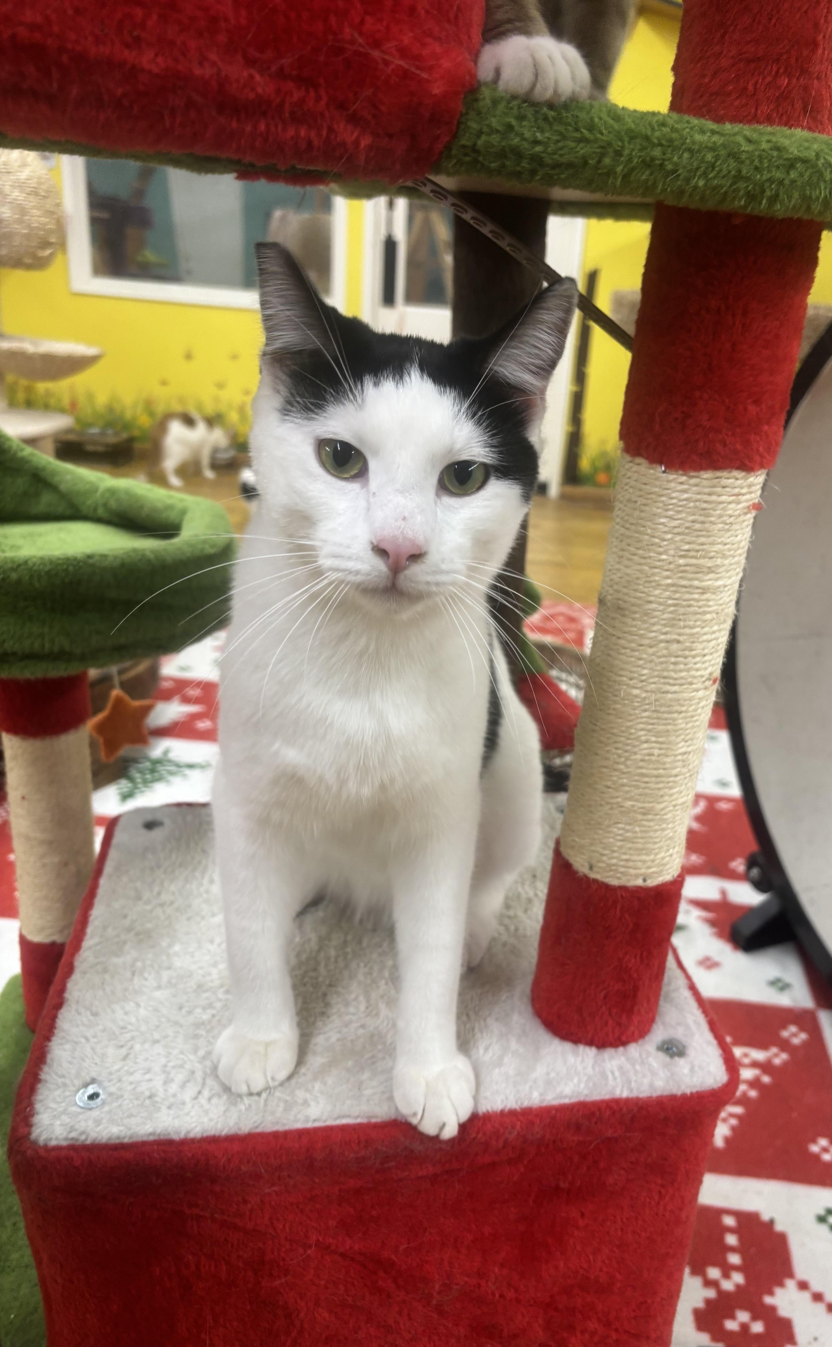 Spaghetti thumbnail 6