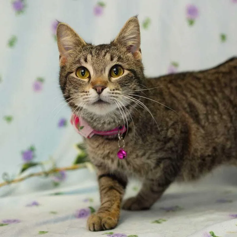 Geraldine thumbnail 2