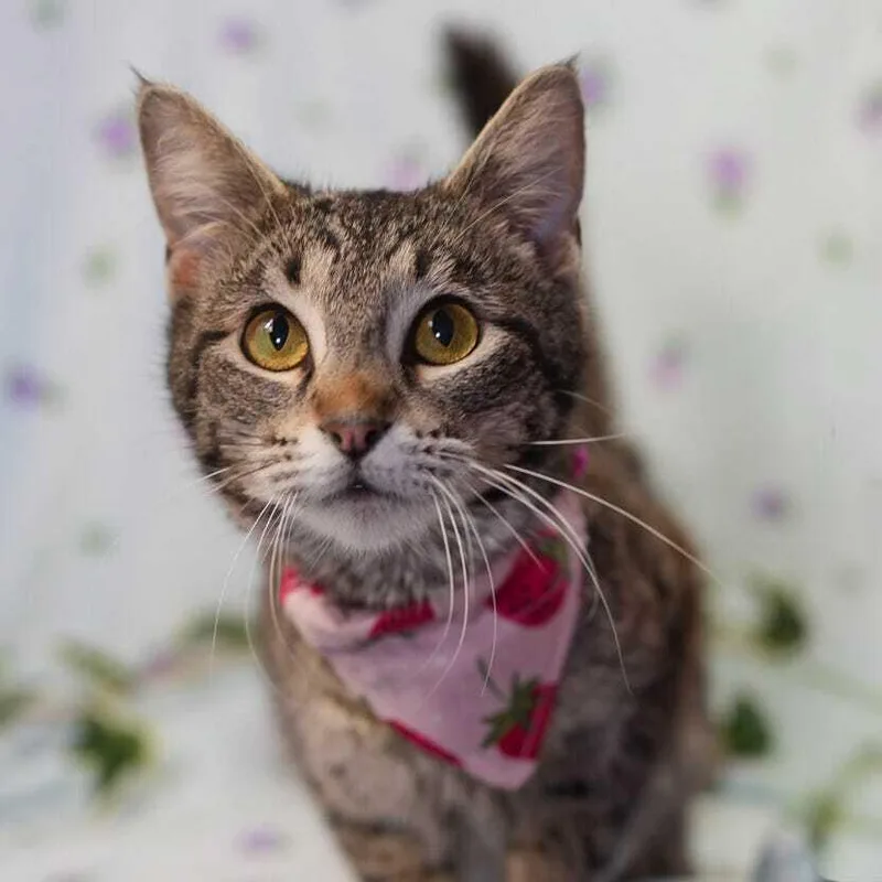 Geraldine thumbnail 3