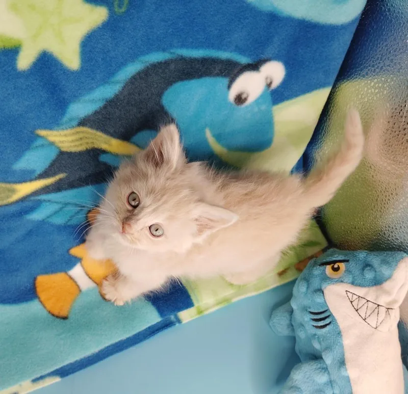 A baby large-sized male Domestic Short Hair cat named Nemo for adoption in San Jacinto, CA