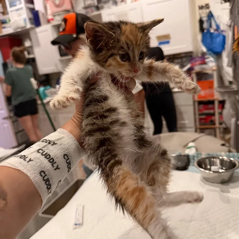 A baby small-sized female Torbie Domestic Short Hair cat named Cassie for adoption in Middle Village, NY