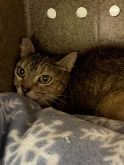 An adult small-sized female Domestic Short Hair cat named Skittles for adoption in Daytona Beach, FL