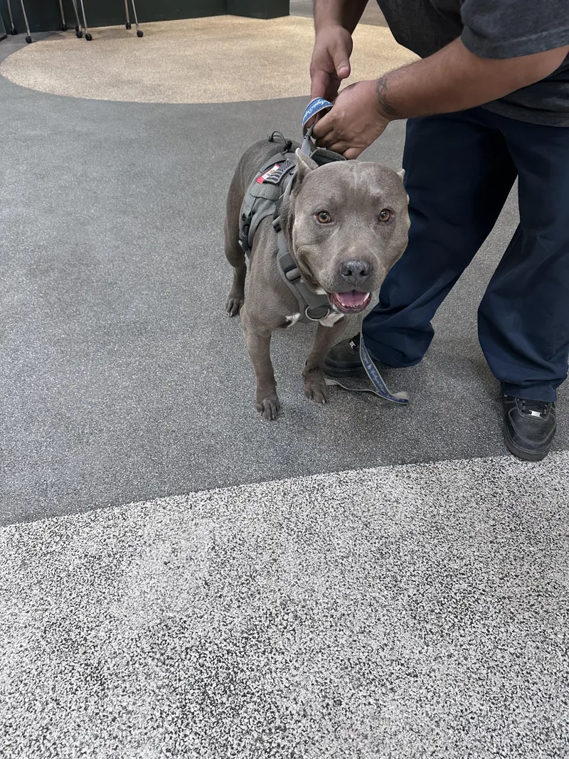 An adult large-sized male Pit Bull Terrier dog named Kain for adoption in Los Angeles, CA