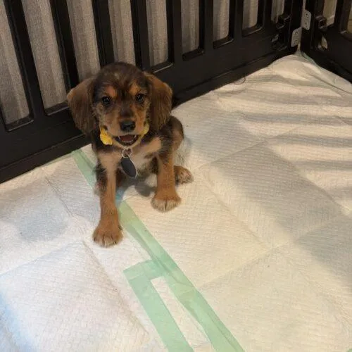 A baby small-sized female Beagle dog named Phoenix for adoption in Christiansburg, VA