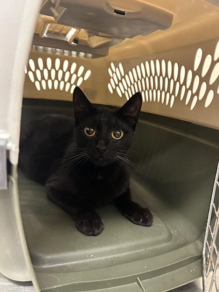 A young medium-sized female Domestic Short Hair cat named 2026-06-090 for adoption in Winder, GA