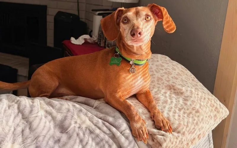 Reese