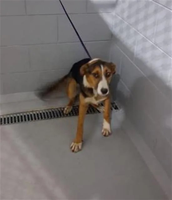A young large-sized female Labrador Retriever dog named Luna for adoption in Winter Haven, FL