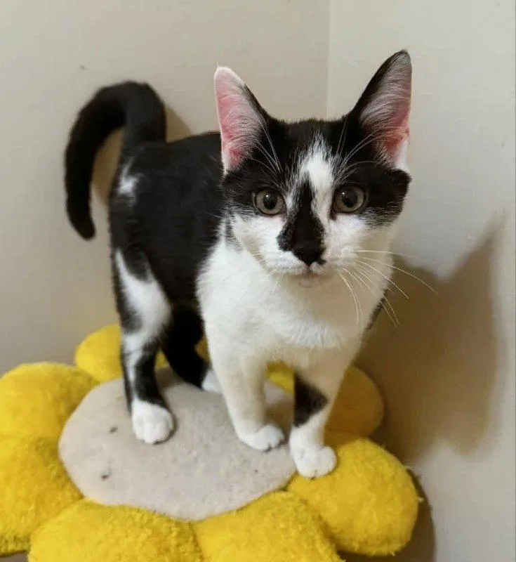 A young medium-sized female Black & White / Tuxedo Domestic Short Hair cat named Flower for adoption in Knoxville, TN