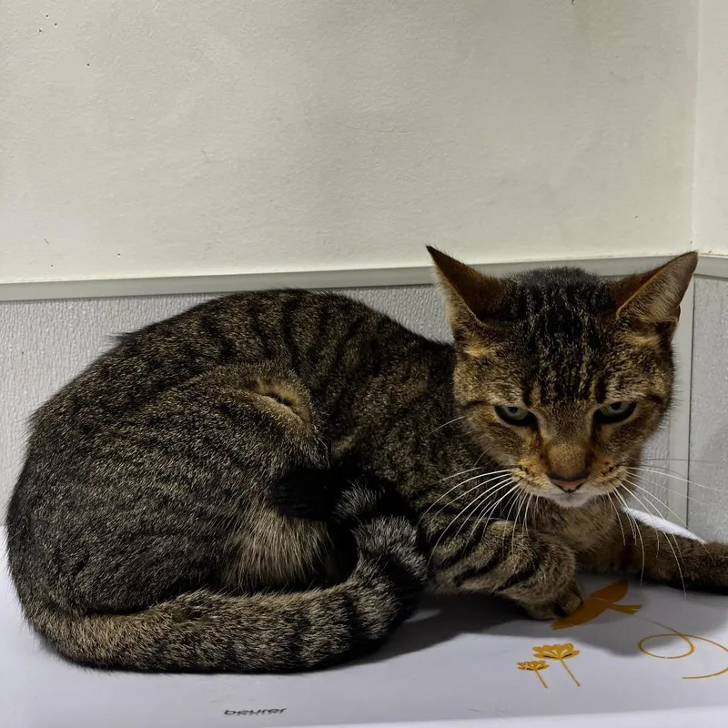 A senior medium-sized male Brown / Chocolate Domestic Short Hair cat named Luke for adoption in Tampa, FL