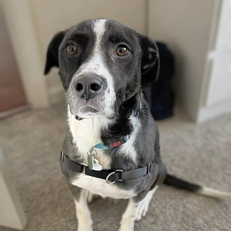 An adult medium-sized male Brindle Cattle Dog dog named Frankie for adoption in Potomac, MD
