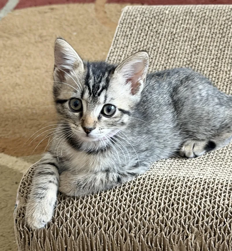 A baby medium-sized female Tabby (Gray / Blue / Silver) Domestic Short Hair cat named Mercedes for adoption in Duluth, GA