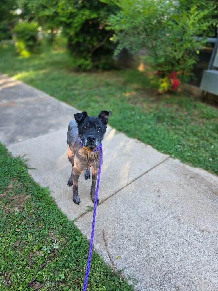 Beau thumbnail 3