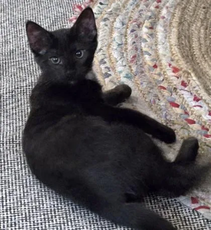 A young small-sized female Domestic Short Hair cat named Pepper for adoption in New Hope, PA