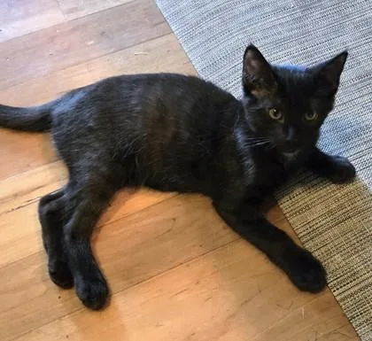 Pepper thumbnail 2