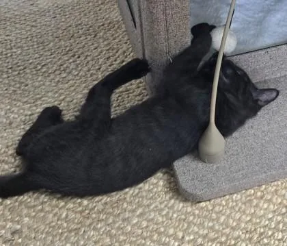 Pepper thumbnail 3