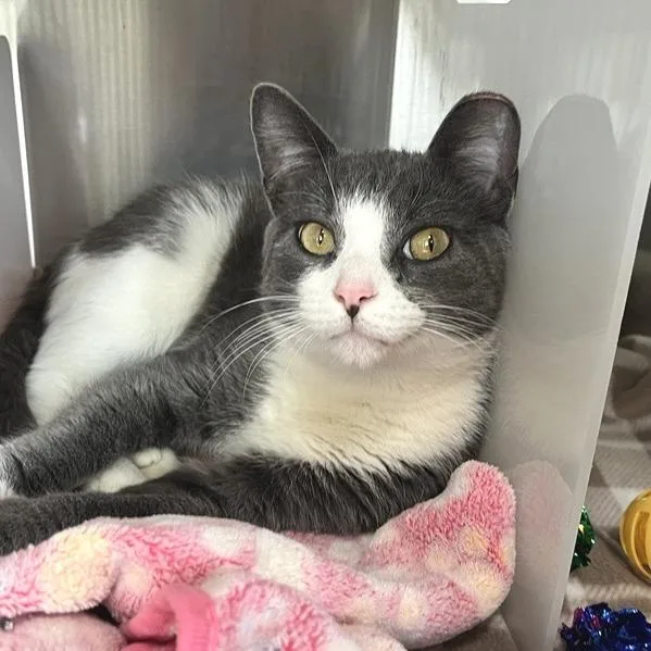 An adult medium-sized male Domestic Short Hair cat named Carpus for adoption in Los Angeles, CA