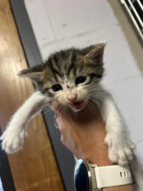 A baby small-sized male Domestic Short Hair cat named Dynamic for adoption in Alameda, CA