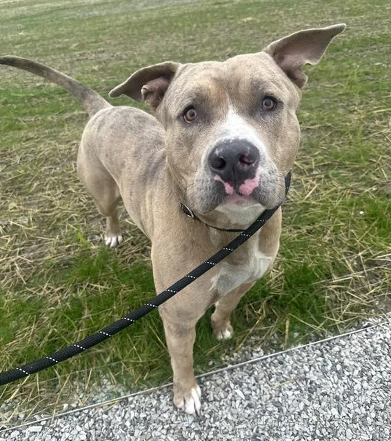 An adult large-sized male Pit Bull Terrier dog named Amigo for adoption in Indianapolis, IN
