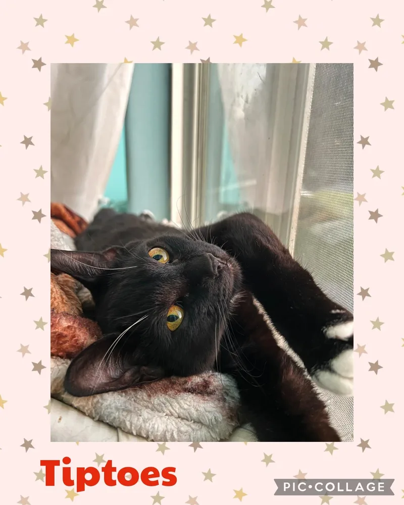 A young medium-sized female Black & White / Tuxedo Domestic Short Hair cat named Tiptoes for adoption in Newberg, OR