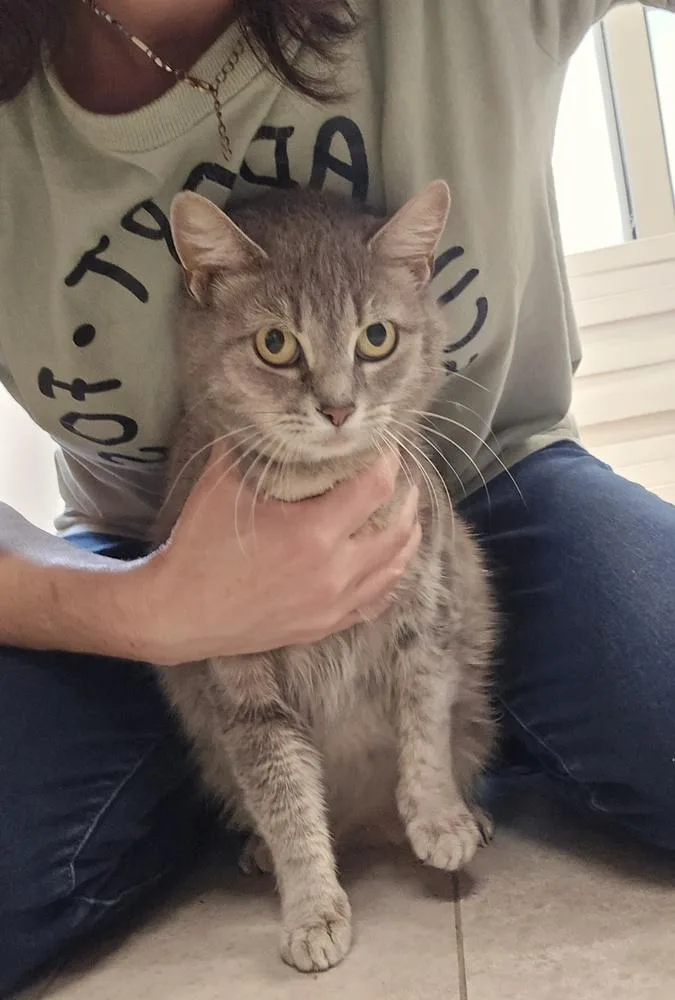 An adult medium-sized female Gray / Blue / Silver Domestic Short Hair cat named Ellie for adoption in Dickson, TN