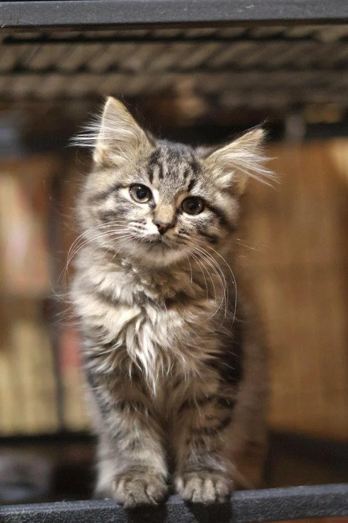 A baby medium-sized male Domestic Short Hair cat named Floop for adoption in Cromwell, KY