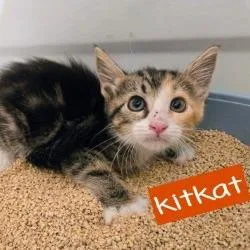 KitKat