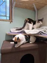 Pansy Daze Jones thumbnail 2