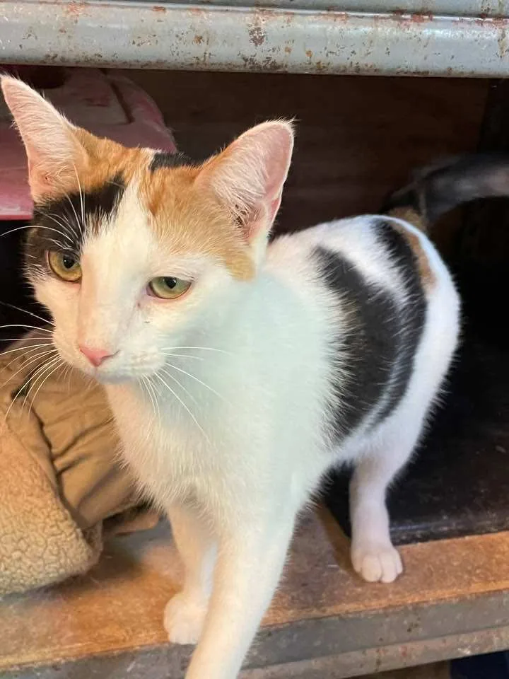 Pansy Daze Jones thumbnail 3