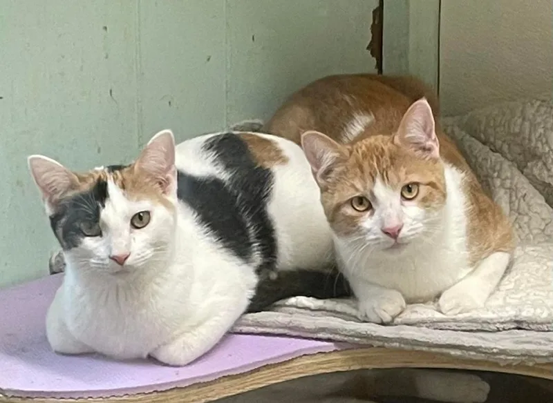 Pansy Daze Jones thumbnail 4