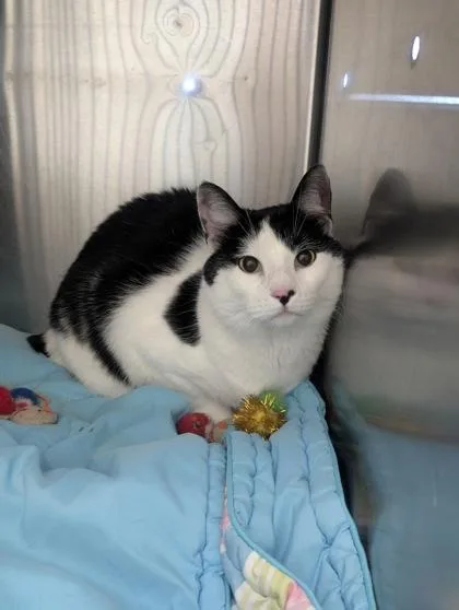 An adult large-sized male Domestic Short Hair cat named Mr. Moo for adoption in Columbus, IN