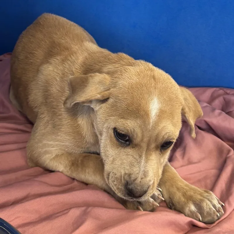 A young small-sized female Yellow / Tan / Blond / Fawn Mixed Breed dog named Bonnie for adoption in Las Cruces, NM