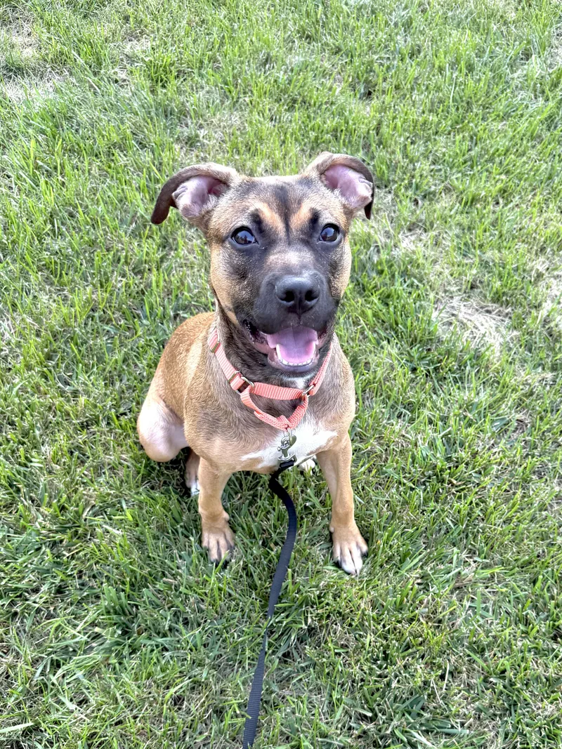 LuLu