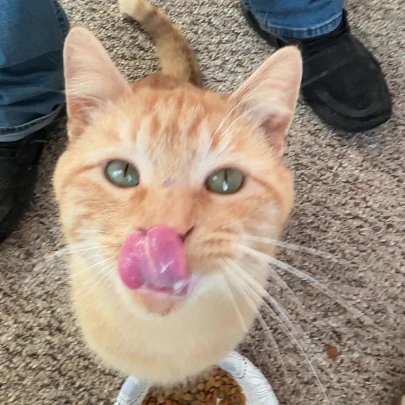 Cornelius