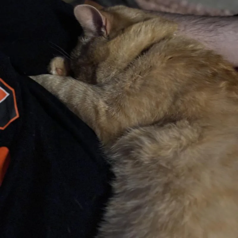 Cornelius thumbnail 2