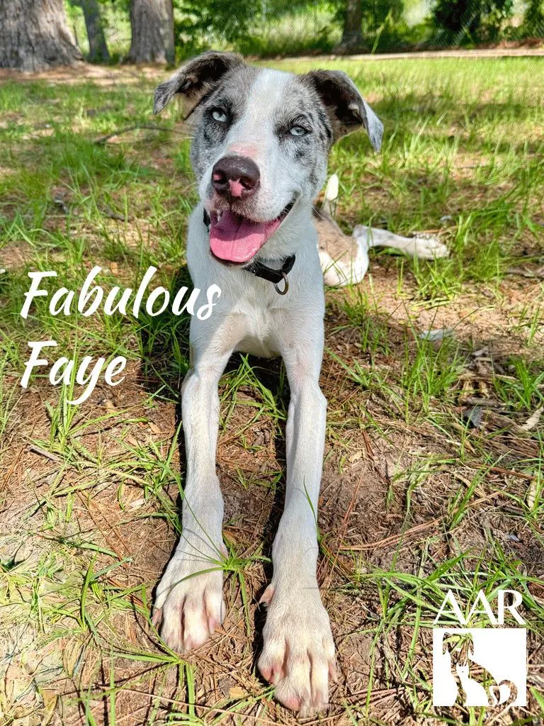 A young medium-sized female Catahoula Leopard Dog dog named Fabulous Faye for adoption in Magnolia, TX