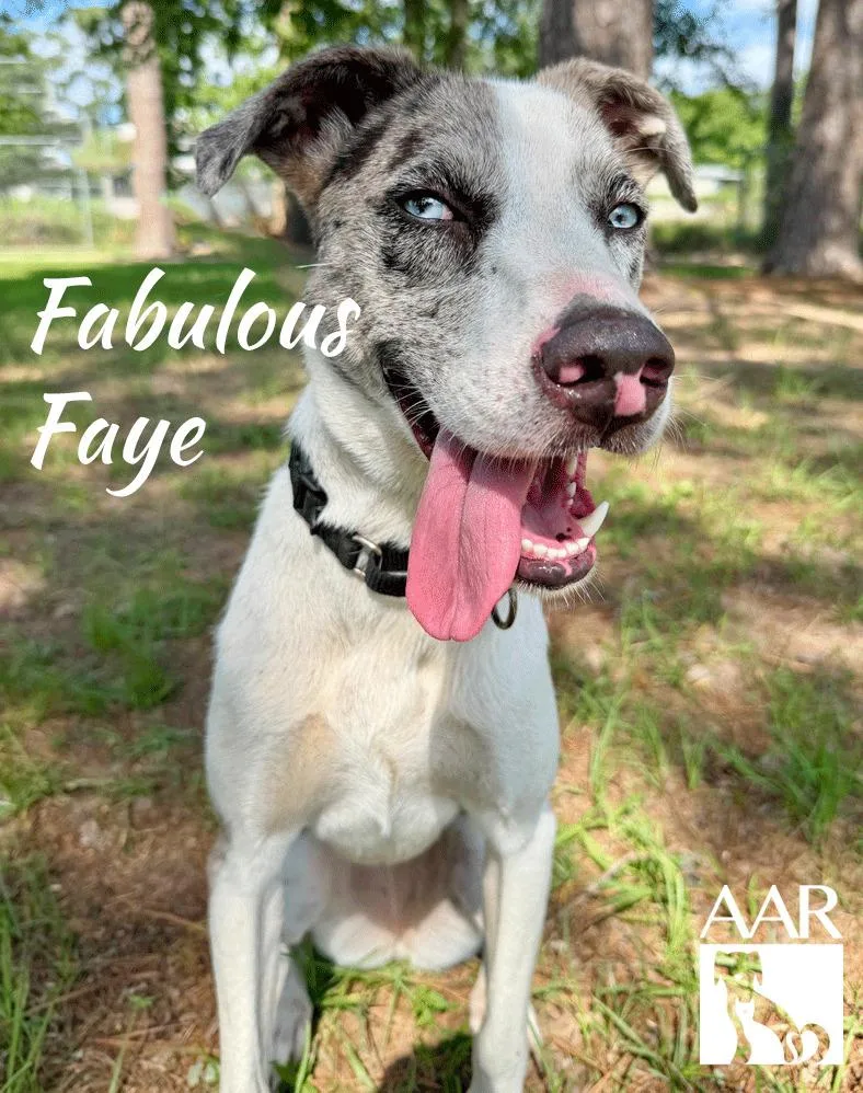 Fabulous Faye thumbnail 2