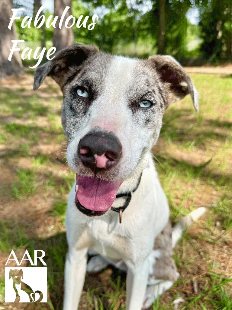 Fabulous Faye thumbnail 4