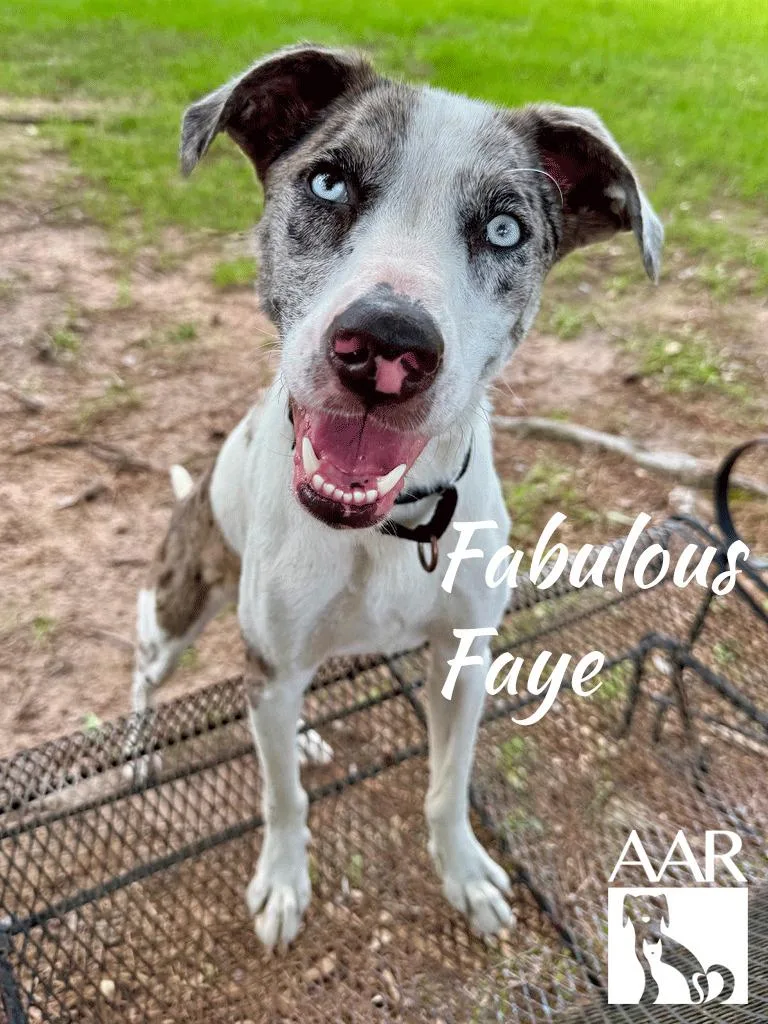 Fabulous Faye thumbnail 5