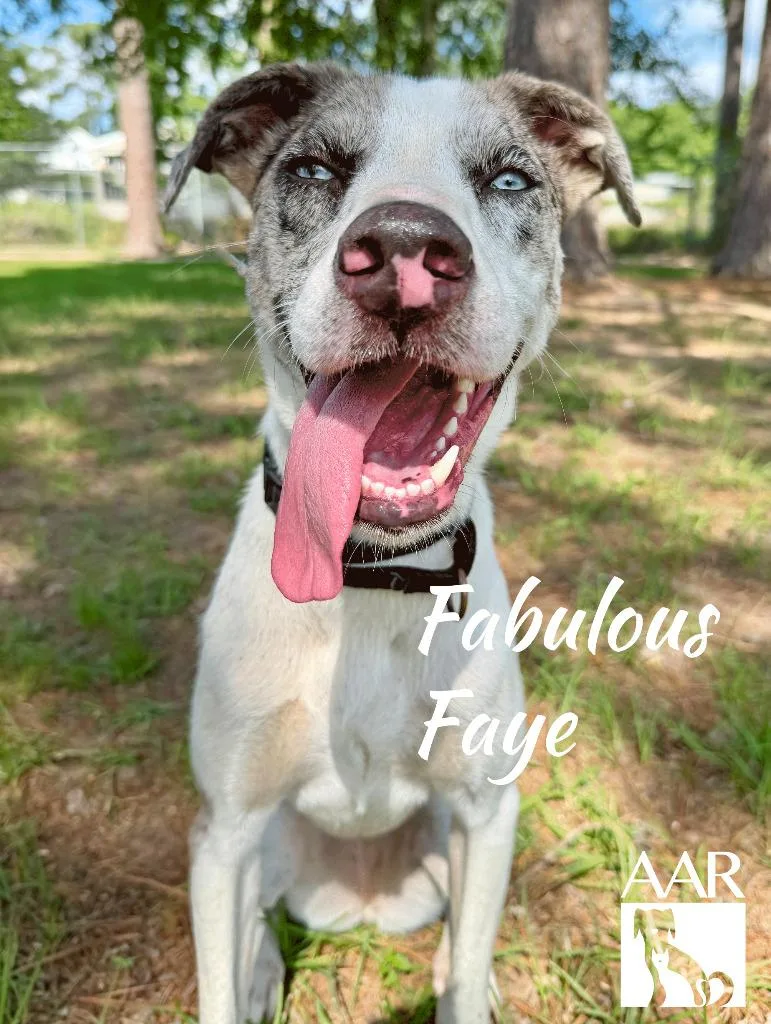 Fabulous Faye thumbnail 6